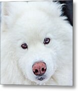 Beauty Of The Samoyed Metal Print