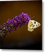 Beckers On Butterfly Bush Sparks Nevada Metal Print