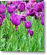 Bed Of Purple Tulips And Single White Tulip Metal Print