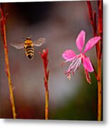 Bee And Flower Metal Print