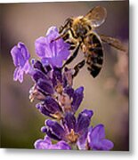 Honeybee Working Lavender Metal Print