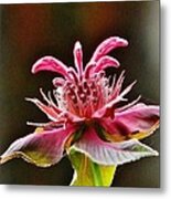 Bee Balm's Beauty Metal Print