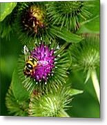 Bee Metal Print