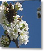 Bee On Cherry Blossoms Metal Print