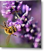 Bee On The Lavender Branch Metal Print