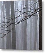 Beech Trees In Fog Linacre Metal Print