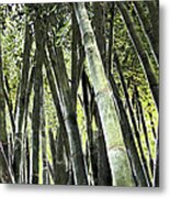 Beechey Bamboo Metal Print
