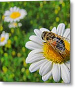 Honey Bee Pollination Services Metal Print