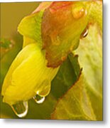 Begonia Raindrops Metal Print