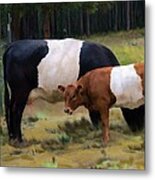 Belted Cow And Calf Metal Print