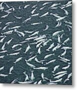 Beluga Whales Swim And Molt Nwt Canada Metal Print