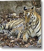 Bengal Tiger Nuzzling Cub Bandhavgarh Metal Print