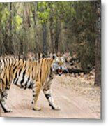 Bengal Tigress Crossing Track In Sal Forest Metal Print