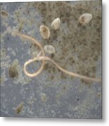 Bering Sea Mud Organisms Metal Print