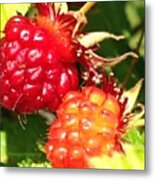 Berrylicious! Ripening Summer Berries Metal Print