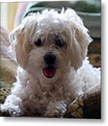 Bichon Frise Dog Portrait Metal Print