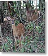 Big Bright Eyes Metal Print