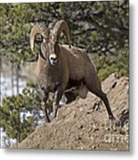 Big Horn Ram Metal Print