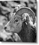 Big Horn Sheep Profile Metal Print