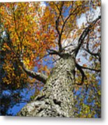 Maple Tree In Fall Metal Print