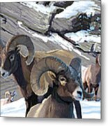 Bighorn Rams Metal Print