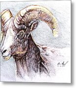 Bighorn Sheep Metal Print