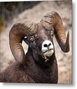 Bighorn Sheep Metal Print