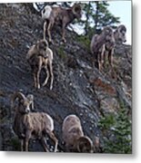 Bighorn Sheep - Rocky Mountains Metal Print