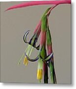 Bilbergia Nutans Study Metal Print