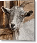 Billy Goat Metal Print