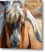 Billy Goat Metal Print