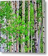 Birch Tree Forest Metal Print