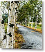 Birch Tree Lane Metal Print
