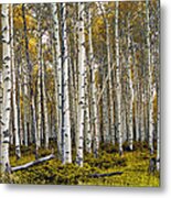 Aspen Trees In Autumn Metal Print