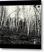 Birch Trees Metal Print