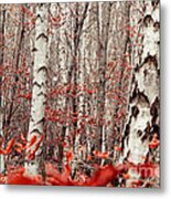 Birches And Beeches Ii Metal Print