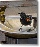 Bird In A Water Fountain Metal Print