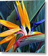 Bird Of Paradise Metal Print