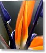 Bird Of Paradise - Crane Flower Metal Print