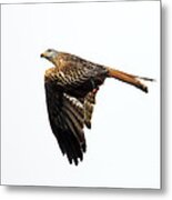 Bird Of Prey In Flight Metal Print