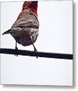 Bird On A Wire Metal Print