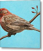 Bird Painting - House Finch Metal Print