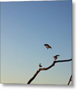 Bird Trio Metal Print