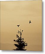 Birds Flying And Landing In Tree Dolly Sods Metal Print