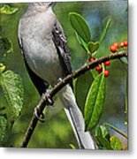 Birds - Northern Mockingbird Metal Print