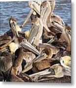 Birds Of A Feather Metal Print