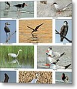 Birds Of North Carolina Coast Metal Print