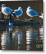 Birds On A Log Metal Print