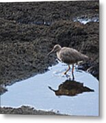 Bird's Reflection Metal Print