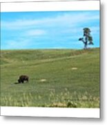 #bison #buffalo #nationalparks #nocrop Metal Print